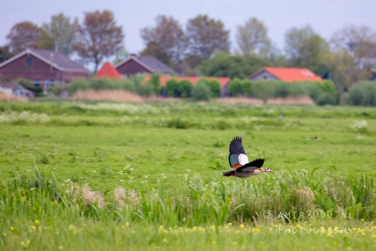 Gans_goose_nature_winter_north_holland_Landscape_Photography_048_Canon_EOS_5D_Mark_IV.JPG