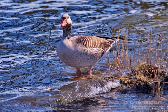 Gans_goose_nature_winter_north_holland_Landscape_Photography_049_Canon_EOS_5D_Mark_IV.JPG