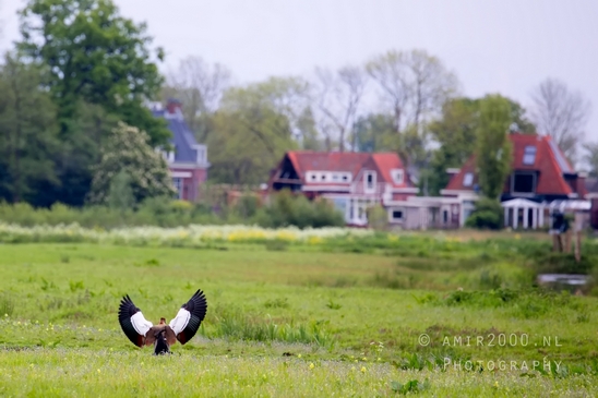 Gans_goose_nature_winter_north_holland_Landscape_Photography_050_Canon_EOS_5D_Mark_IV.JPG