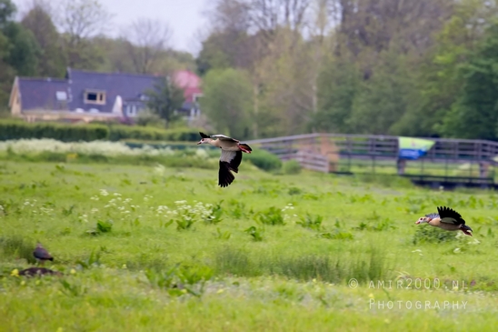 Gans_goose_nature_winter_north_holland_Landscape_Photography_051_Canon_EOS_5D_Mark_IV.JPG