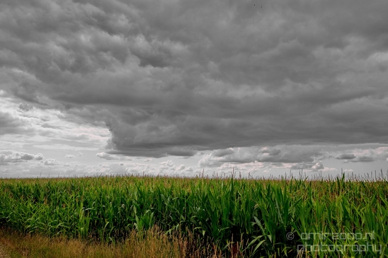 Gein_zuid_Dutch_landscape_nederlandse_landschap_spring_lente_nature_Photography_025_Canon_EOS_5D_Mark_IV.JPG