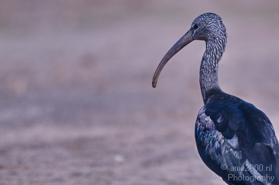 Glossy_Ibis_Safari_Israel_Landscape_Photography_001_Canon_EOS_7D.JPG