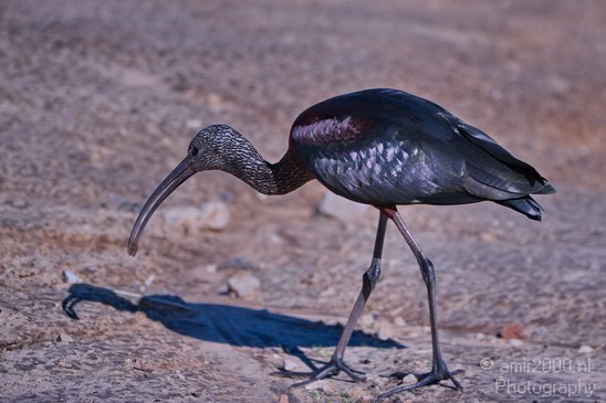 Glossy_Ibis_Safari_Israel_Landscape_Photography_002_Canon_EOS_7D.JPG