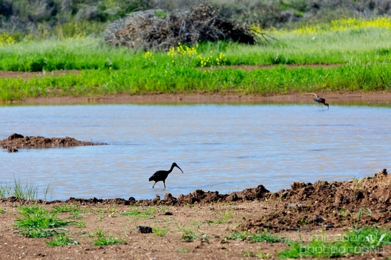 Glossy_ibis_birds_Ariel_Sharon_Park_nature_Tel_Israel_Photography_001_Canon_EOS_5D_Mark_IV.JPG