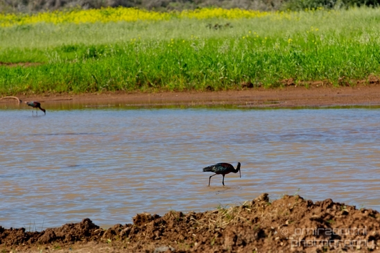 Glossy_ibis_birds_Ariel_Sharon_Park_nature_Tel_Israel_Photography_002_Canon_EOS_5D_Mark_IV.JPG