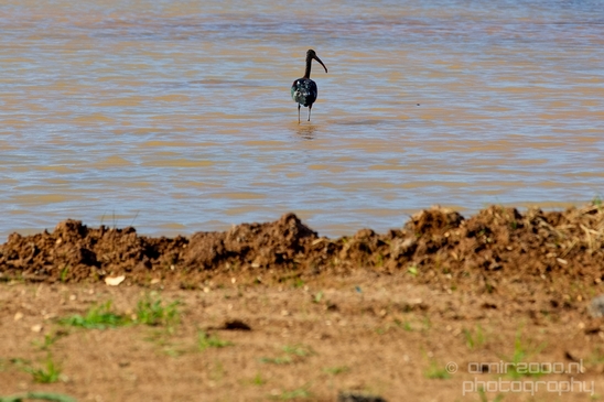 Glossy_ibis_birds_Ariel_Sharon_Park_nature_Tel_Israel_Photography_003_Canon_EOS_5D_Mark_IV.JPG