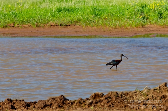 Glossy_ibis_birds_Ariel_Sharon_Park_nature_Tel_Israel_Photography_004_Canon_EOS_5D_Mark_IV.JPG