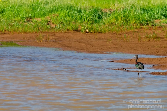 Glossy_ibis_birds_Ariel_Sharon_Park_nature_Tel_Israel_Photography_005_Canon_EOS_5D_Mark_IV.JPG