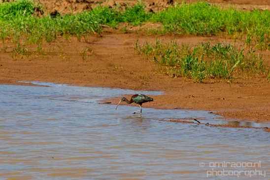 Glossy_ibis_birds_Ariel_Sharon_Park_nature_Tel_Israel_Photography_006_Canon_EOS_5D_Mark_IV.JPG
