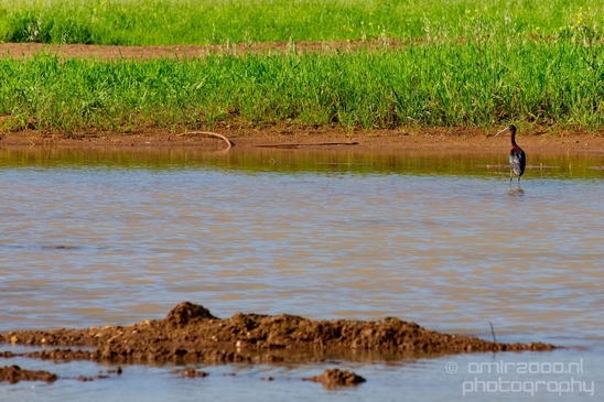 Glossy_ibis_birds_Ariel_Sharon_Park_nature_Tel_Israel_Photography_007_Canon_EOS_5D_Mark_IV.JPG