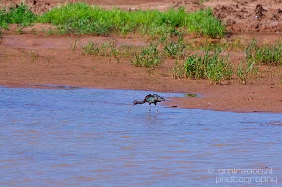 Glossy_ibis_birds_Ariel_Sharon_Park_nature_Tel_Israel_Photography_008_Canon_EOS_5D_Mark_IV.JPG
