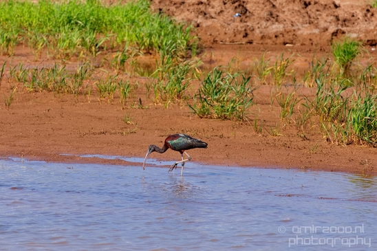 Glossy_ibis_birds_Ariel_Sharon_Park_nature_Tel_Israel_Photography_009_Canon_EOS_5D_Mark_IV.JPG