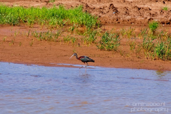 Glossy_ibis_birds_Ariel_Sharon_Park_nature_Tel_Israel_Photography_010_Canon_EOS_5D_Mark_IV.JPG