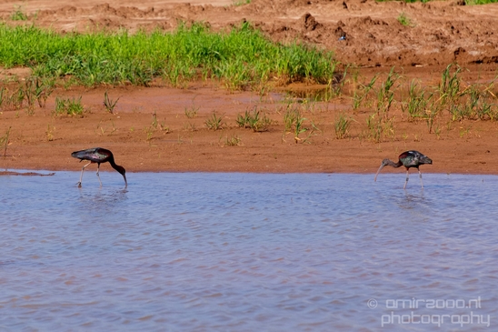 Glossy_ibis_birds_Ariel_Sharon_Park_nature_Tel_Israel_Photography_011_Canon_EOS_5D_Mark_IV.JPG