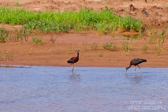 Glossy_ibis_birds_Ariel_Sharon_Park_nature_Tel_Israel_Photography_012_Canon_EOS_5D_Mark_IV.JPG
