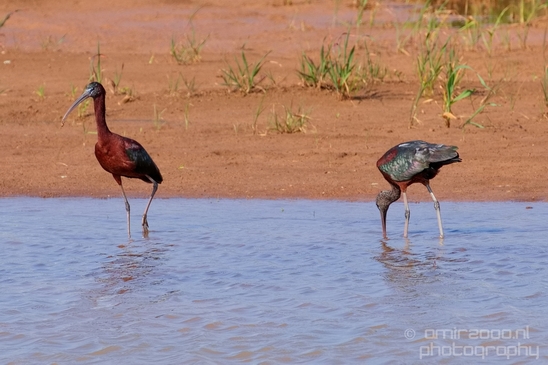 Glossy_ibis_birds_Ariel_Sharon_Park_nature_Tel_Israel_Photography_013_Canon_EOS_5D_Mark_IV.JPG