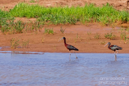 Glossy_ibis_birds_Ariel_Sharon_Park_nature_Tel_Israel_Photography_014_Canon_EOS_5D_Mark_IV.JPG