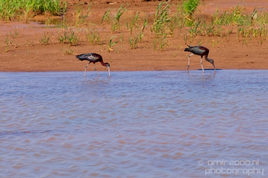 Glossy_ibis_birds_Ariel_Sharon_Park_nature_Tel_Israel_Photography_015_Canon_EOS_5D_Mark_IV.JPG