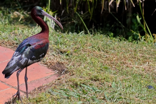 Glossy_ibis_spreading_wings_nature_Landscape_Photography_005_Canon_EOS_5D_Mark_IV.JPG