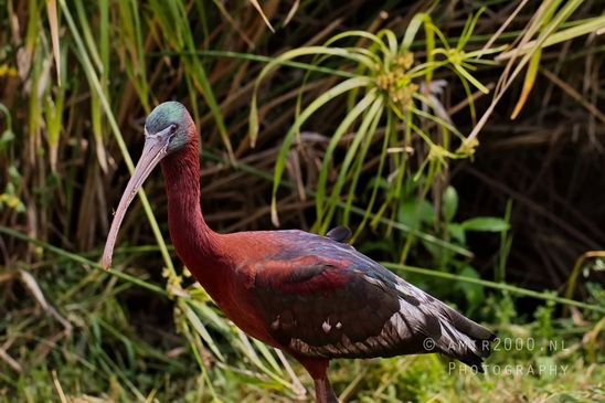 Glossy_ibis_spreading_wings_nature_Landscape_Photography_007_Canon_EOS_5D_Mark_IV.JPG