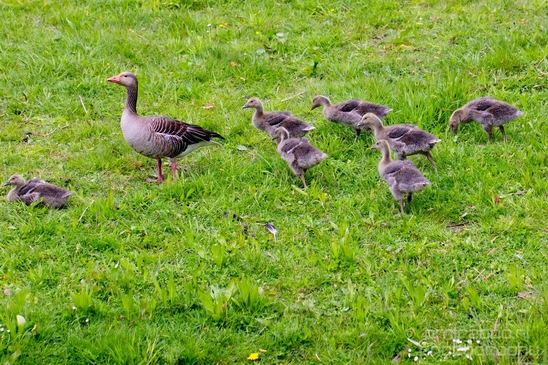 Grauwe_gans_gosling_goose_nature_Landscape_Photography_002_Canon_EOS_5D_Mark_IV.JPG