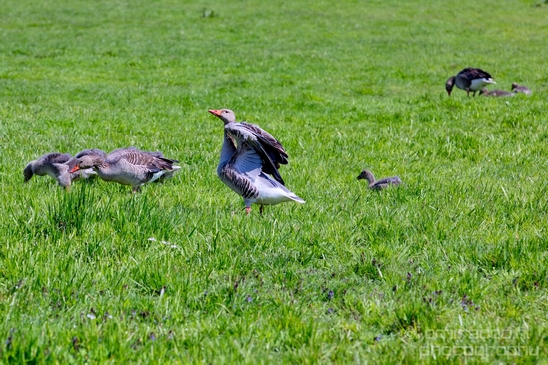 Grauwe_gans_gosling_goose_nature_Landscape_Photography_006_Canon_EOS_5D_Mark_IV.JPG