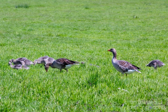Grauwe_gans_gosling_goose_nature_Landscape_Photography_007_Canon_EOS_5D_Mark_IV.JPG