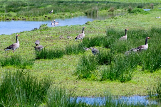 Grauwe_gans_gosling_goose_nature_Landscape_Photography_008_Canon_EOS_5D_Mark_IV.JPG