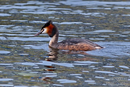 Great_Crested_Grebe_Nature_Landscape_Photography_001_Canon_EOS_7D.JPG