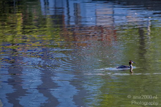 Great_Crested_Grebe_nature_Landscape_Photography_001_Canon_EOS_5D_Mark_IV.JPG