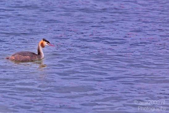 Great_Crested_Grebe_nature_Landscape_Photography_002_Canon_EOS_5D_Mark_IV.JPG