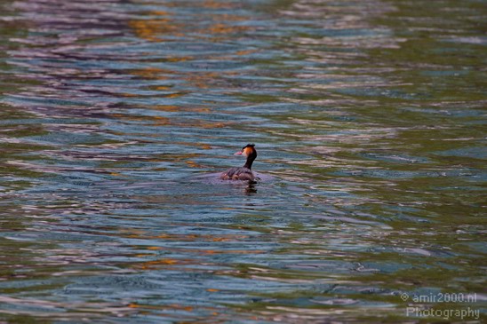 Great_Crested_Grebe_nature_Landscape_Photography_003_Canon_EOS_5D_Mark_IV.JPG