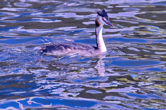 Great_Crested_Grebe_nature_Landscape_Photography_004_Canon_EOS_5D_Mark_IV.JPG