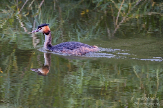 Great_Crested_Grebe_nature_Landscape_Photography_006_Canon_EOS_5D_Mark_IV.JPG