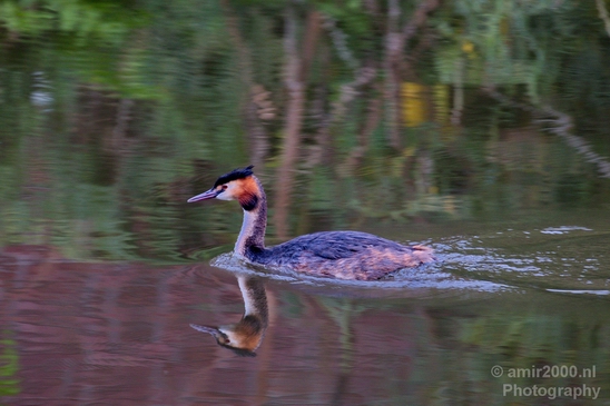 Great_Crested_Grebe_nature_Landscape_Photography_007_Canon_EOS_5D_Mark_IV.JPG
