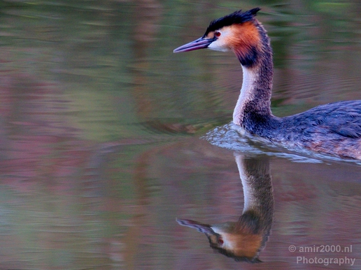 Great_Crested_Grebe_nature_Landscape_Photography_008_Canon_EOS_5D_Mark_IV.JPG