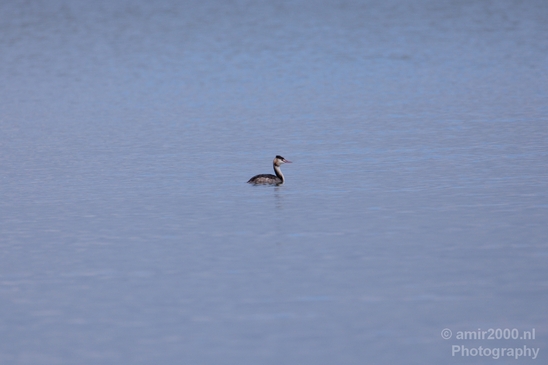 Great_Crested_Grebe_nature_Landscape_Photography_009_Canon_EOS_5D_Mark_IV.JPG