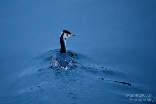 Great_Crested_Grebe_nature_Landscape_Photography_010_Canon_EOS_5D_Mark_IV.JPG