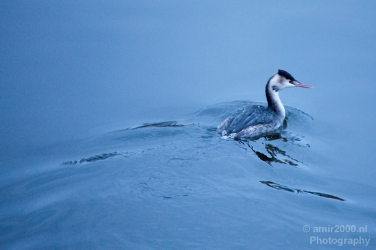 Great_Crested_Grebe_nature_Landscape_Photography_011_Canon_EOS_5D_Mark_IV.JPG