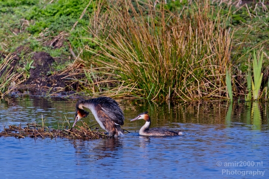 Great_Crested_Grebe_nature_Landscape_Photography_012_Canon_EOS_5D_Mark_IV.JPG