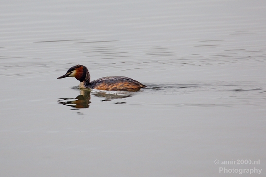 Great_Crested_Grebe_nature_Landscape_Photography_013_Canon_EOS_5D_Mark_IV.JPG