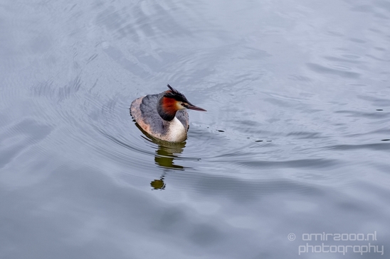 Great_Crested_Grebe_nature_Landscape_Photography_015_Canon_EOS_5D_Mark_IV.JPG