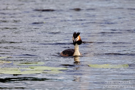 Great_Crested_Grebe_nature_Landscape_Photography_016_Canon_EOS_5D_Mark_IV.JPG