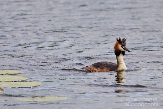 Great_Crested_Grebe_nature_Landscape_Photography_017_Canon_EOS_5D_Mark_IV.JPG