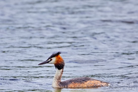 Great_Crested_Grebe_nature_Landscape_Photography_018_Canon_EOS_5D_Mark_IV.JPG