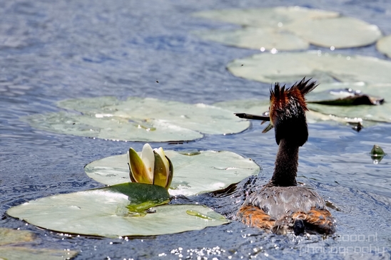 Great_Crested_Grebe_nature_Landscape_Photography_019_Canon_EOS_5D_Mark_IV.JPG