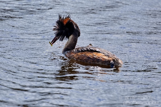 Great_Crested_Grebe_nature_Landscape_Photography_020_Canon_EOS_5D_Mark_IV.JPG