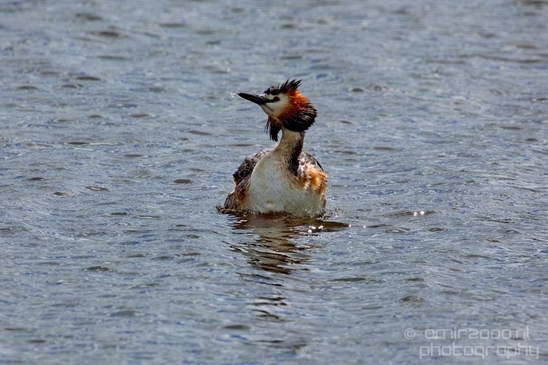 Great_Crested_Grebe_nature_Landscape_Photography_021_Canon_EOS_5D_Mark_IV.JPG