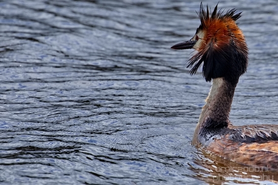 Great_Crested_Grebe_nature_Landscape_Photography_022_Canon_EOS_5D_Mark_IV.JPG