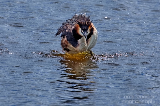 Great_Crested_Grebe_nature_Landscape_Photography_023_Canon_EOS_5D_Mark_IV.JPG